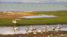 the Bird Island of Qinghai Lake